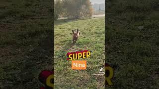 Super Nina. #bassottotedesco #bassotto #dogs #bassotti #vacanze4zampe #cani