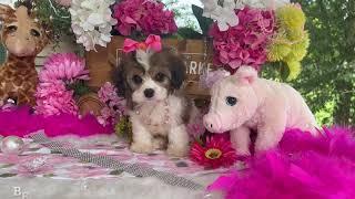 Bella the Cavachon