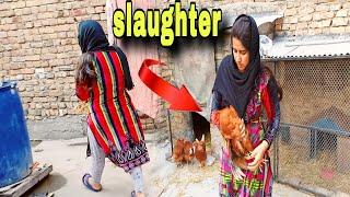 Slaughter vlog | Pakistan girl slaughter desi chickens | Rabia Simple Life