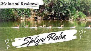 Spływ Rabą - 30 km od Krakowa! małopolska kajaki