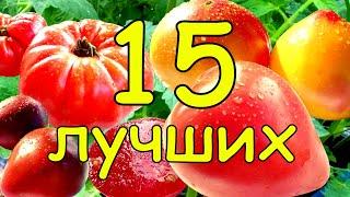 ТОЛЬКО ЛУЧШИЕ сорта томатов. 15 ШИКАРНЫХ помидоров в одном видео