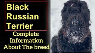 Black Russian Terrier. Pros and Cons, Price, How to choose, Facts, Care, History