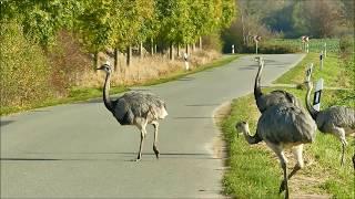 Nandu's crossing (Rheas)