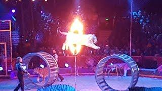 Monte-Carlo Circus Festival, 2017, Zapashny brothers, Tigers leap through flaming hoops