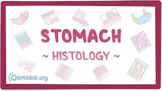 Stomach: Histology