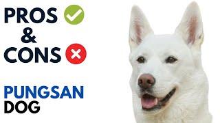 Pungsan Dog Pros and Cons | 풍산개 Korean Phungsan Advantages and Disadvantages