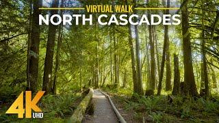 Relaxing Forest Walk 4K - Autumn Hike on Horseshoe Bend Trail, North Cascades, Mount Baker Area