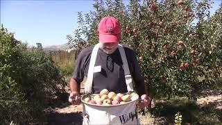 FRUIT PICKING BAG - Harvesting Tip: Awesome & Easy Way to Harvest and Pick Your Fruit.