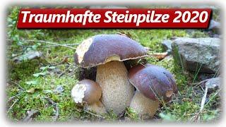 STEINPILZ WAHNSINN Teil 1 | Speisepilze sammeln im September