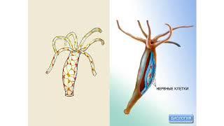 Внутреннее строение гидры