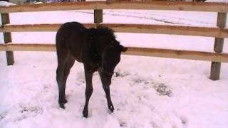 Baby horse farts in snow