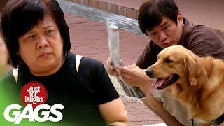 Guide Dog Leads the Way! - JFL Gags Asia Edition