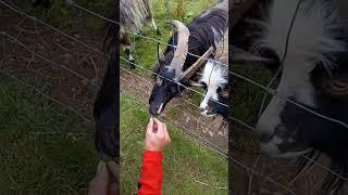 #The goats are wild in Scotland