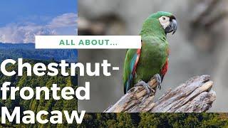 Chestnut-fronted Macaw facts Severe Macaw  Is it the largest of the mini-macaw 
