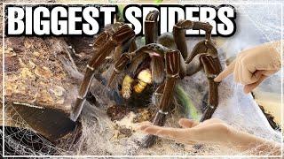 Theraphosa stirmi: The Giant Stinging Beauty #strimi #spider #bigspider #explore