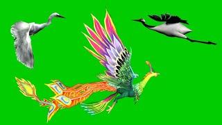 Green screen bird material, Phoenix, egret, crane, bird green screen