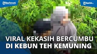 Viral Video Sepasang Kekasih Bercumbu di Tengah Kebun Teh Kemuning, Pelaku Diburu Polisi