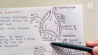 Breathing and Exchange of gases Part 1 | class 11th NCERT Short notes | Science with Akshu