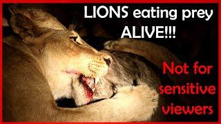 Lions eating prey alive (Graphic content/baby wildebeest eaten Alive)