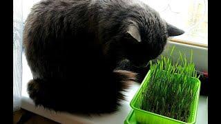 Как вырастить траву для котика дома   How to grow grass for a cat at home