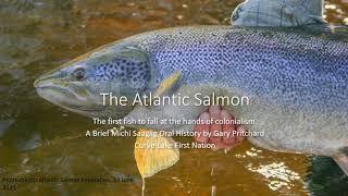 The Atlantic Salmon: A brief Michi Saagiig oral history