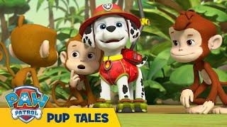  PAW Patrol  THE BEST RESCUE EPISODES! | 24/7 LIVE Cartoons for Kids