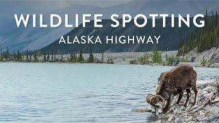 Wildlife spotting on the Alaska Highway