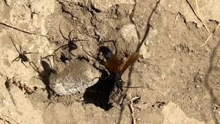 Tarantula Hawk vs Black Widow