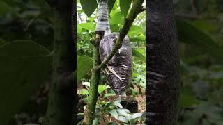 Avocado tree grafting results | Amazing!