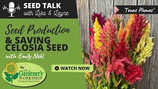 Seed Talk #17 - Seed Production & Saving Celosia Seed with Emily Nekl