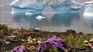 Flowers Are Blooming in Antarctica - vyrval  | Viral Tiktok Song