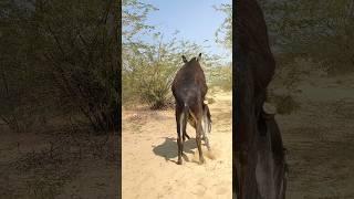 Wow small Donkey funny shots #success #foryou