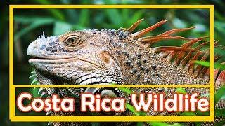 Costa Rica Wildlife Tours