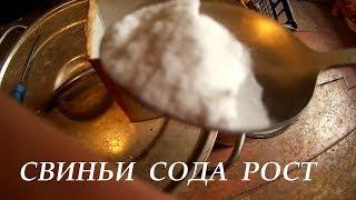 Свиньи  Сода ускоряет рост