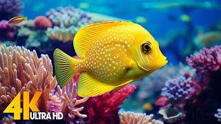 Aquarium 4K VIDEO (ULTRA HD)  Beautiful Coral Reef Fish - Relaxing Sleep Meditation Music #85