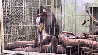 Mandrill Monkey…unexpected moment.. 🫣  Okinawa Zoo in Japan. shocked at the end🫣