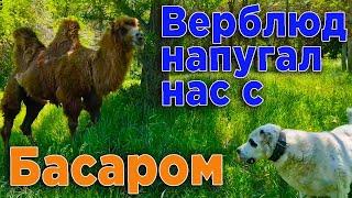 Верблюд нас напугал нас с Басаром.