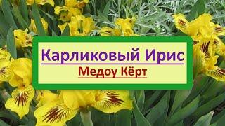 Самый ранний карликовый ирис Медоу Кёрт (Medow Court), из за холодной весны зацвел 10 мая 2021 года