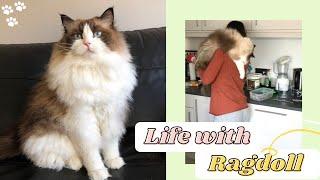 Ragdoll Cat Breed - Owning a Ragdoll Cat | Life with Ragdoll Kitten | Ragdoll Kittens