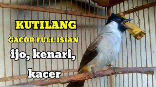 suara burung KUTILANG GACOR FULL ISIAN , kacer, kenari, ijo ampuh buat masteran