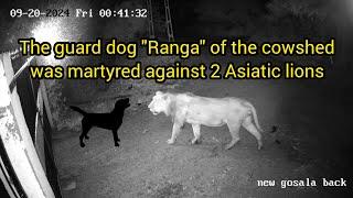 The guard dog "Ranga" of the cowshed was martyred against 2 Asiatic lions