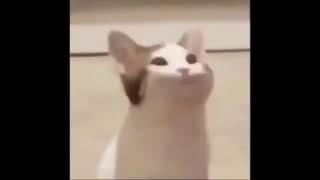 Cat popping mouth meme funny