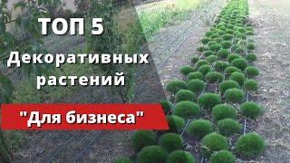 "ТОП - 5"  Декоративных растений для успешного начала бизнеса.
