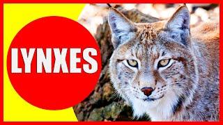 LYNXES FOR KIDS - Lynx Facts for Children, Kindergarten and Preschoolers | Kiddopedia