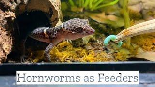 Hornworms as Feeder Insects