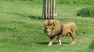 Yorkshire Wildlife Park Trip - (May 2017)