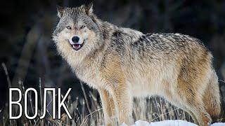 Wolf: The best social predator | Interesting facts about the wolf