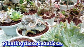 Planting Succulents Frm My Biggest Plant Haul | Lavender Pebbles, Var. Rippling Water, etc #planting