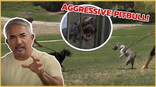 I meet an Aggressive Pitbull | Cesar 911