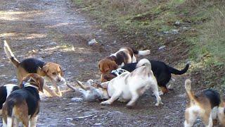 2022 Running Cottontail Rabbit w/Beagles in Oregon @ 1500 ft